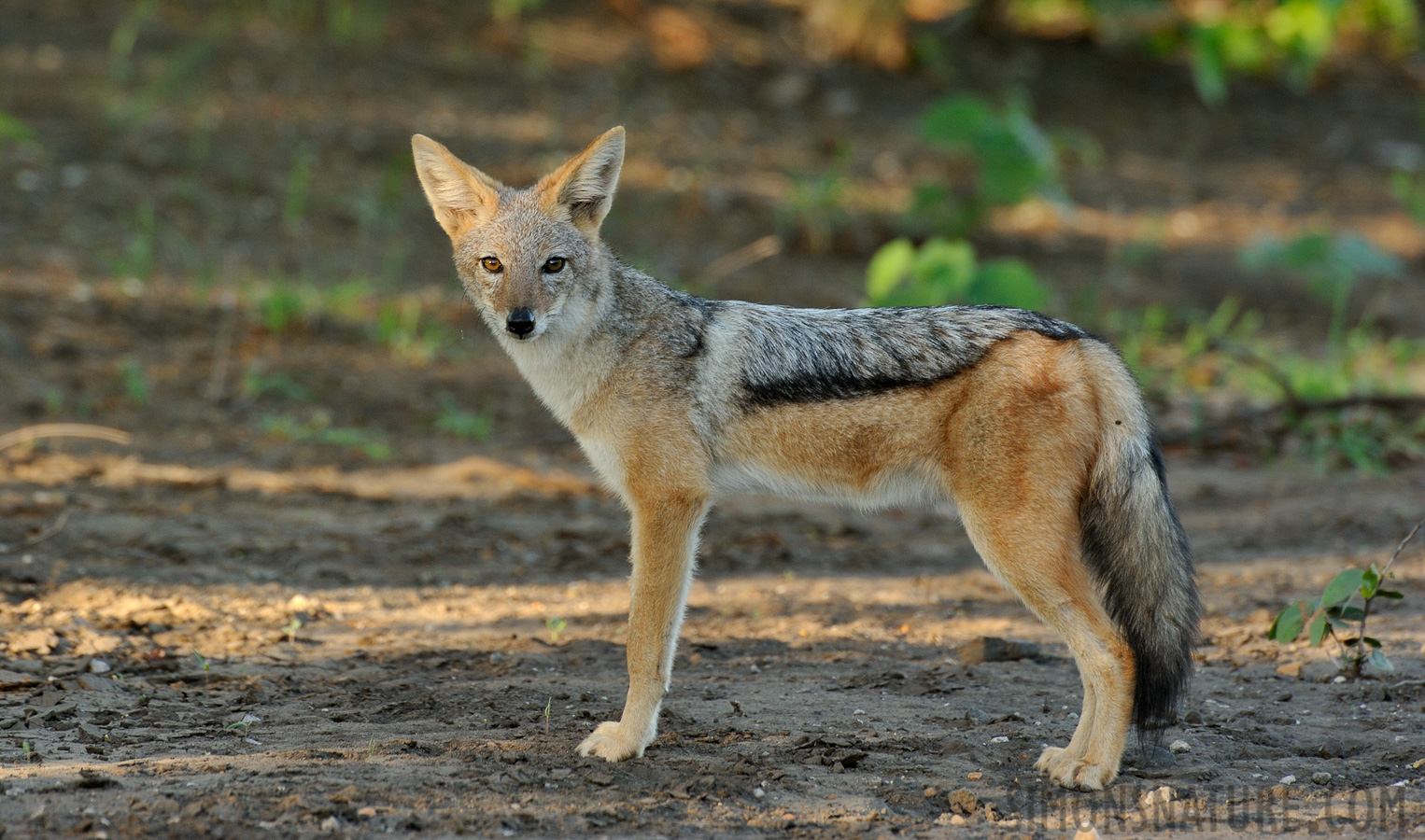 Canis mesomelas mesomelas [550 mm, 1/125 sec at f / 8.0, ISO 1000]